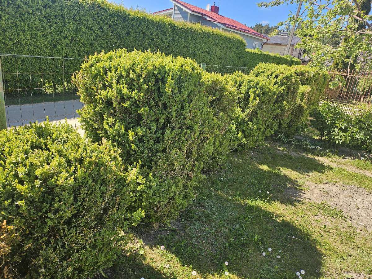 Buksmedžiai