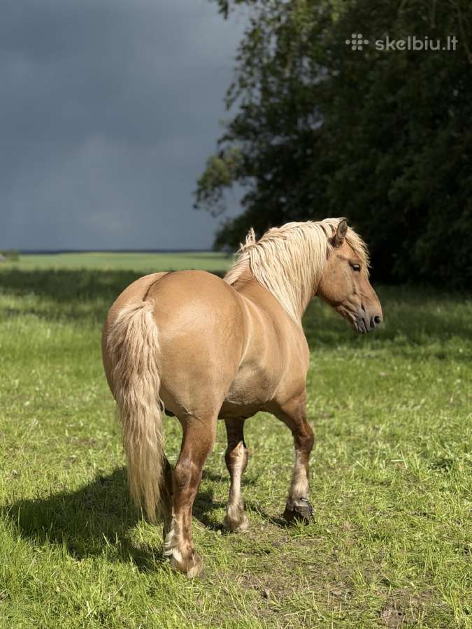 Parduodamas Lietuvos sunkiųjų veislės eržilas - nuotraukos Nr. 4
