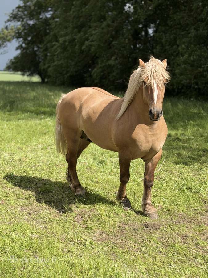 Parduodamas Lietuvos sunkiųjų veislės eržilas - nuotraukos Nr. 5