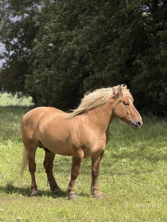 Parduodamas Lietuvos sunkiųjų veislės eržilas - nuotraukos Nr. 14