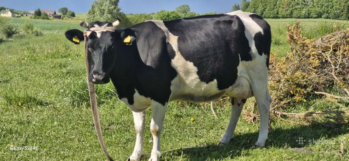 Parduodama karvė