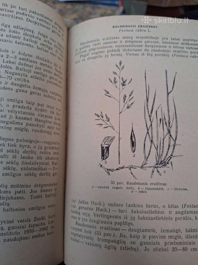 Daugiamečių pašarinių žolių auginimas sėklai - nuotraukos Nr. 6