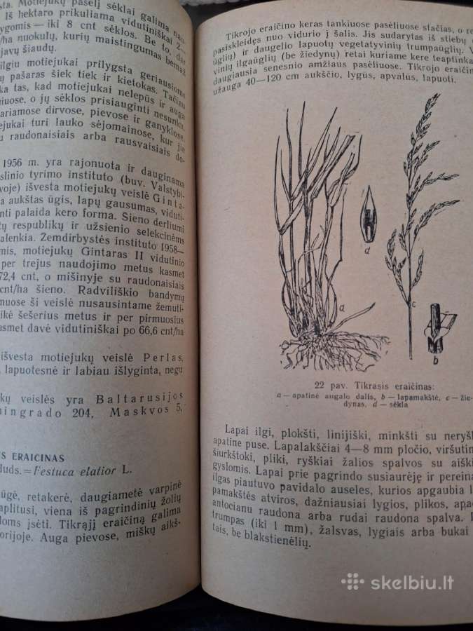 Daugiamečių pašarinių žolių auginimas sėklai - nuotraukos Nr. 7