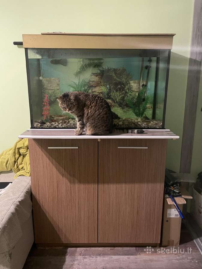 Akvariumas 250 litru su spintele