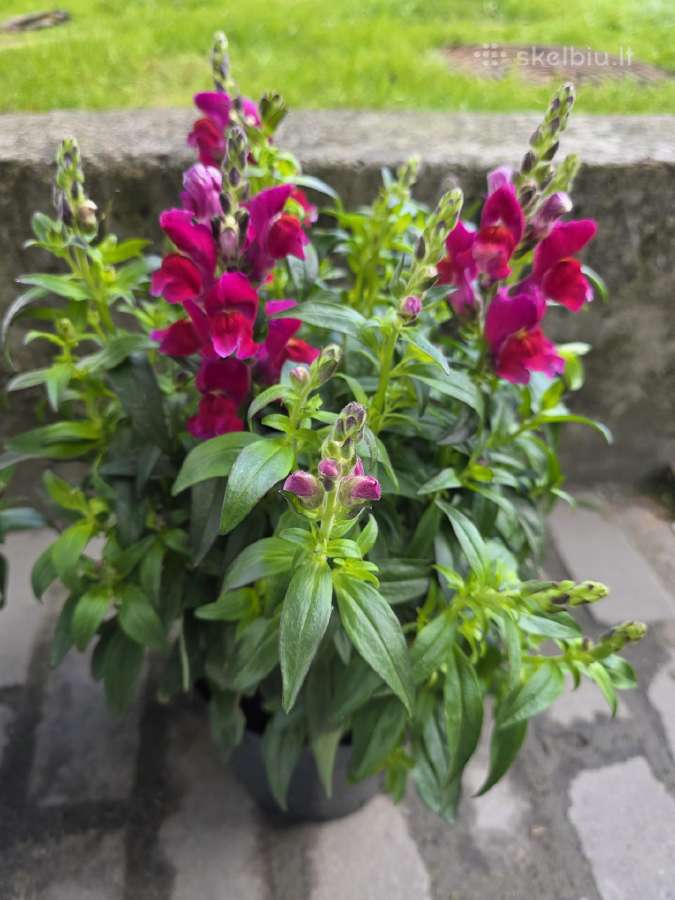 Prabangūs žioveiniai / Antirrhinum (liūtagėliai)