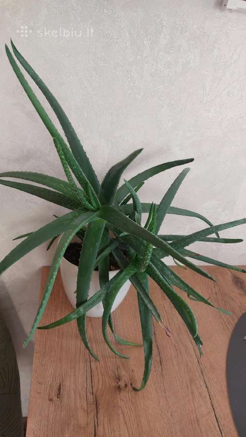 Aloe vera (alijošius)