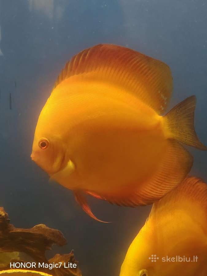 Parduodu diskusus