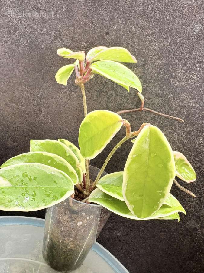 Hoya Crimson Queen