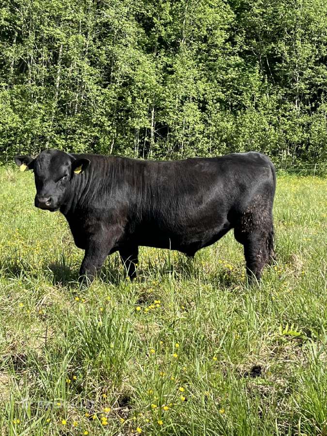 Angus grynaveisliai buliukai