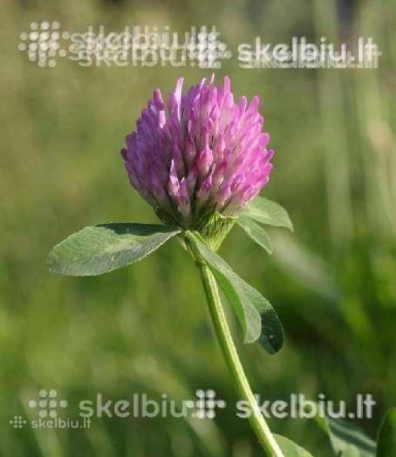 Dobilai, liucerna, motiejukai, svidre, eraicinai