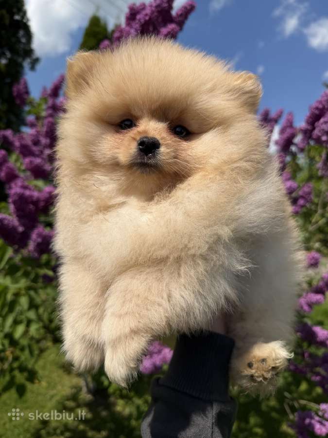 Ieško namų žavingi Pomeranijos špiciukai!
