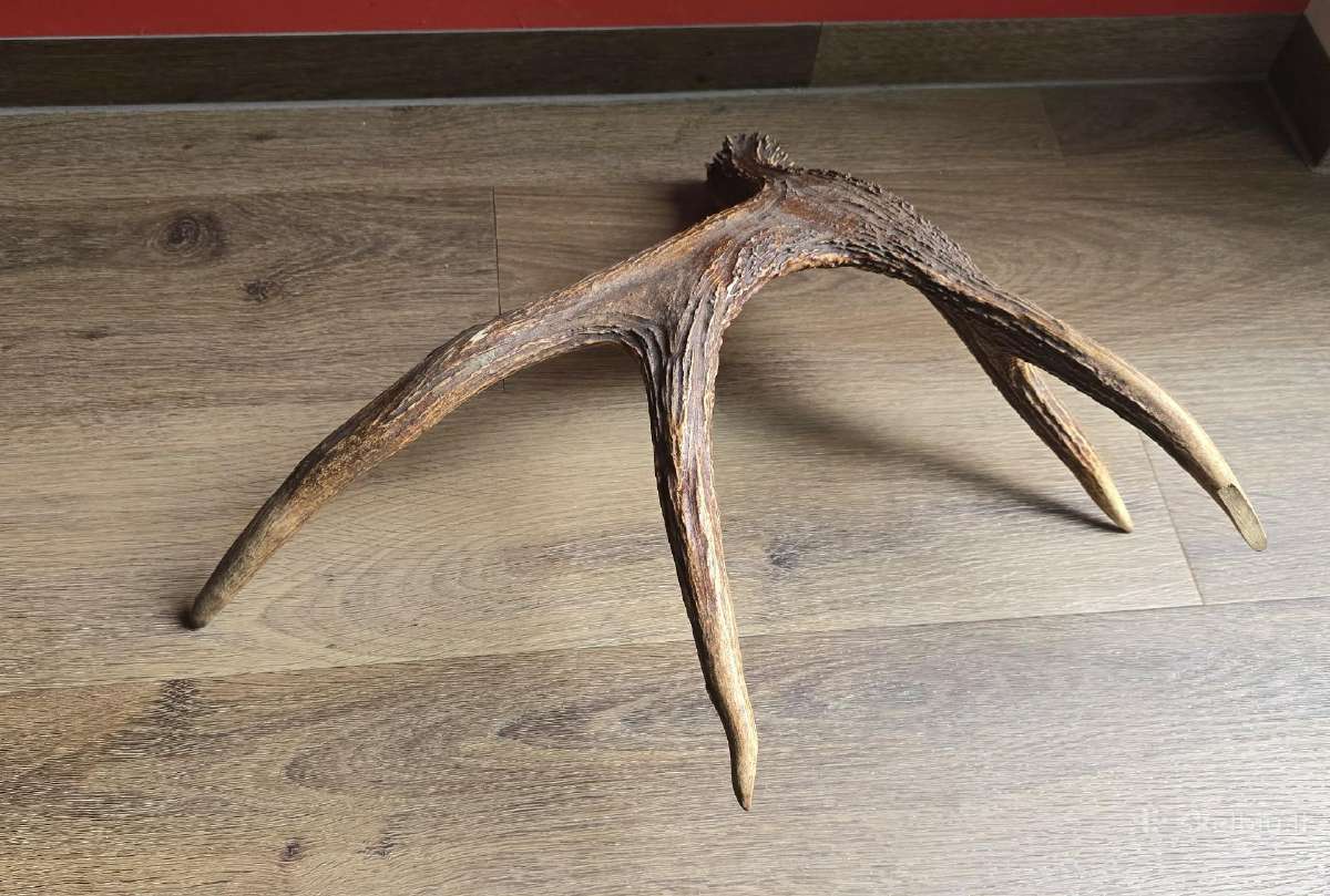 Briedžio ragai 1.8kg