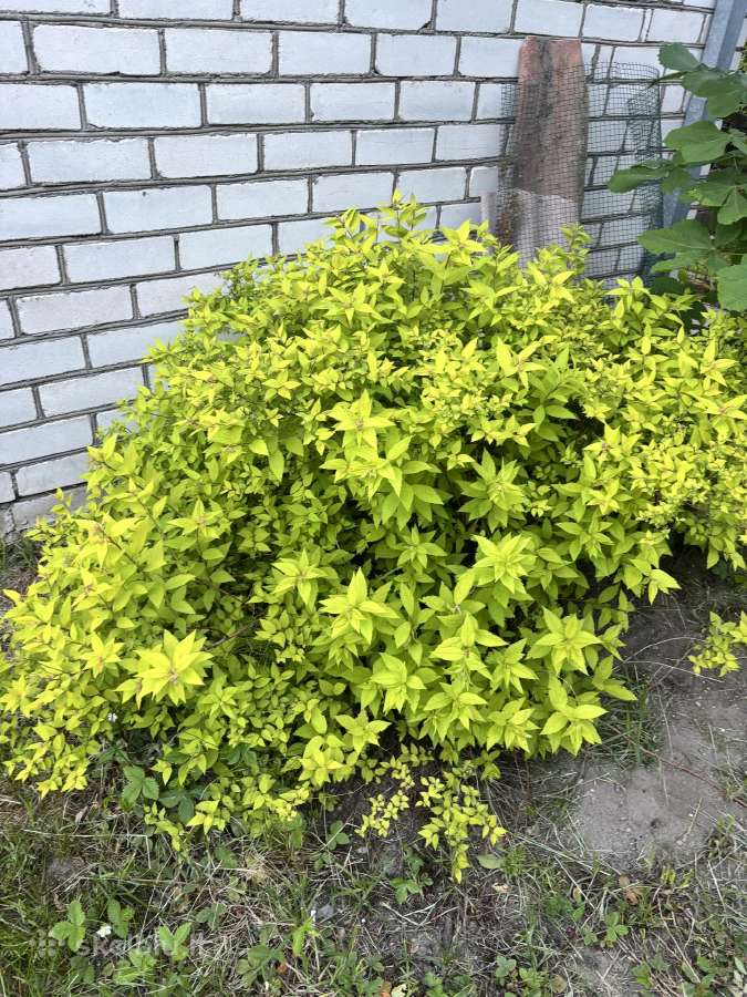 Parduodamas krūmas. Lanksva.