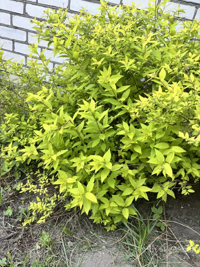 Parduodamas krūmas. Lanksva. - nuotraukos Nr. 4
