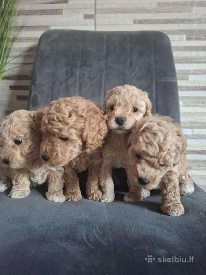 Maltipoo