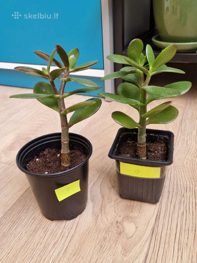 Crassula ovata