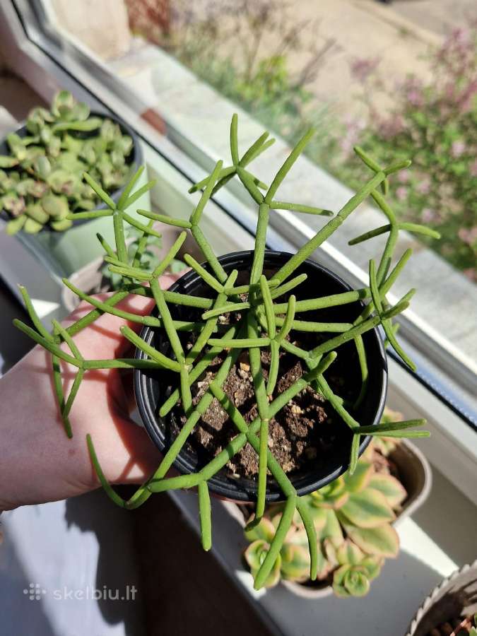 Rhipsalis