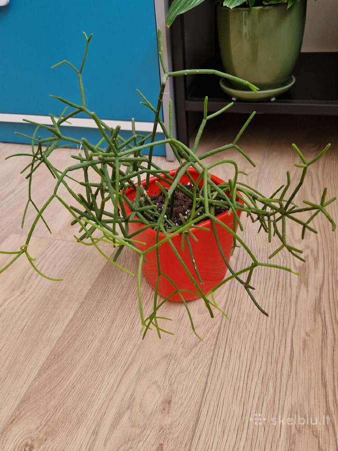 Rhipsalis