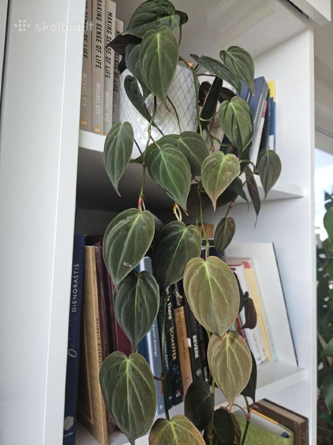 Philodendron Micans