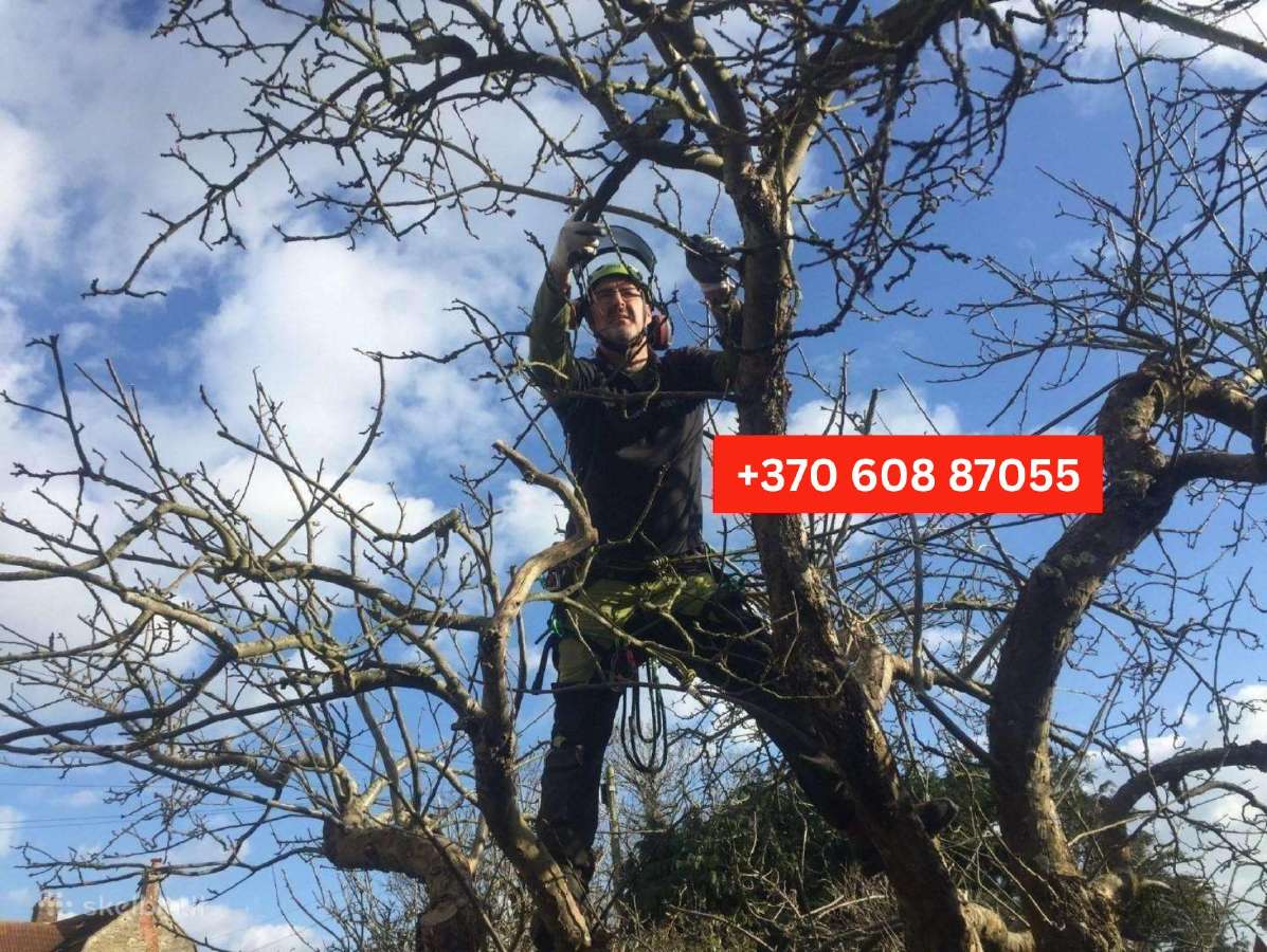Šakų, Medienos Išvežimas, Sunkvežimis (30m3) - nuotraukos Nr. 27