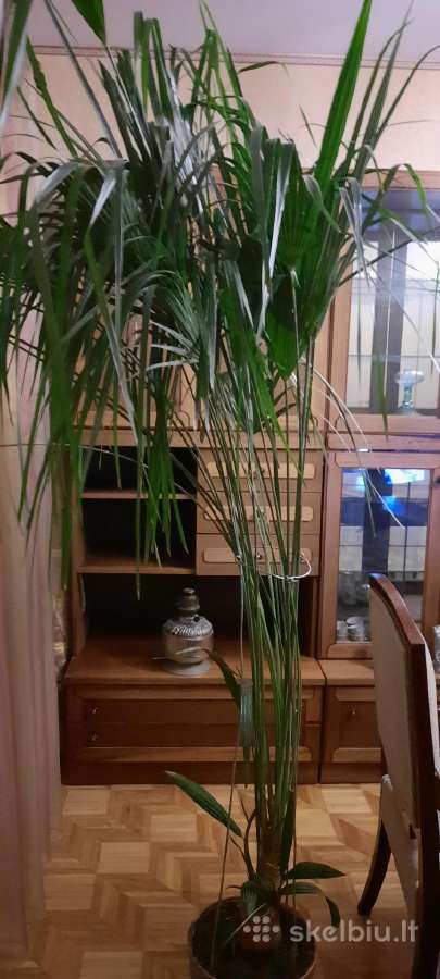 Parduodu palmę