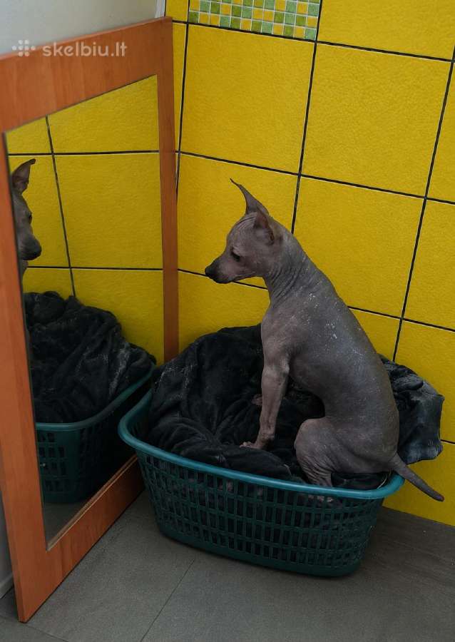 American hairless terrier - nuotraukos Nr. 6