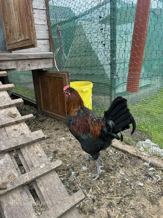 Maranu ir ameraukanu gaidziai - nuotraukos Nr. 3