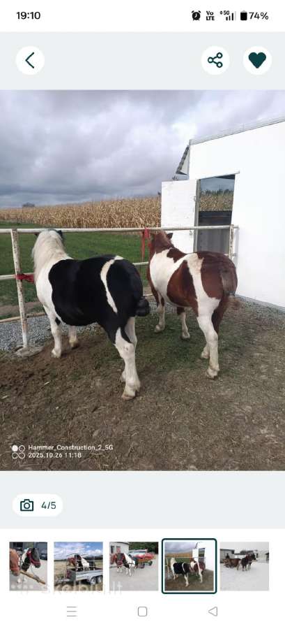 Daug poniu iesko namu