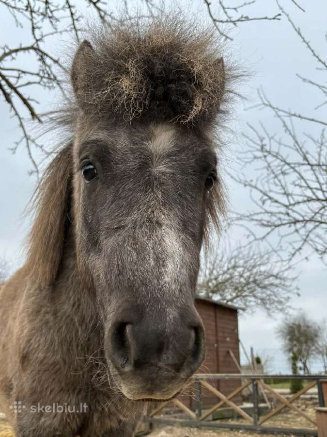 Ponis