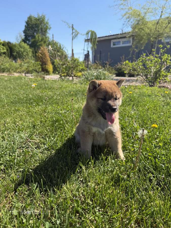 Shiba inu mažyliai