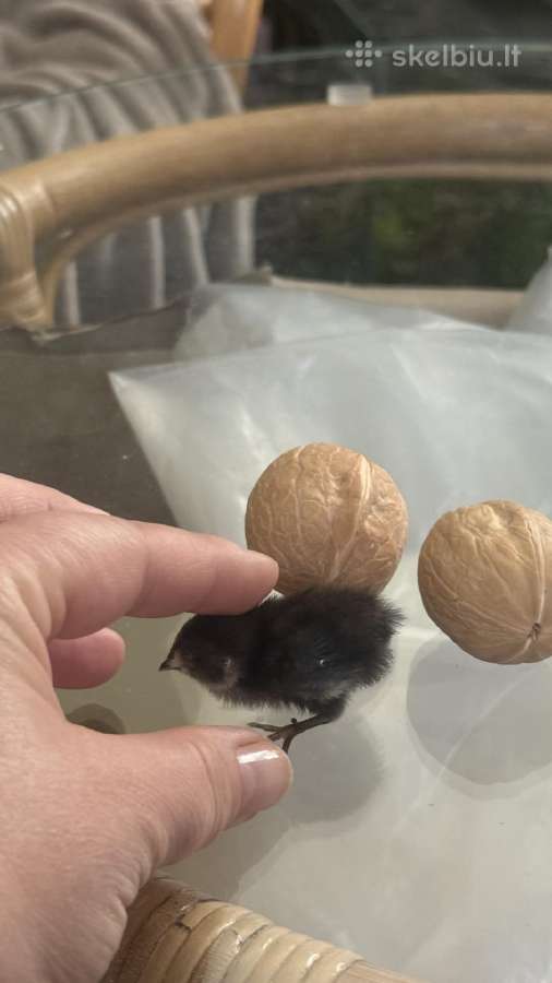 Miniatiurines kinietiskos putpelytes