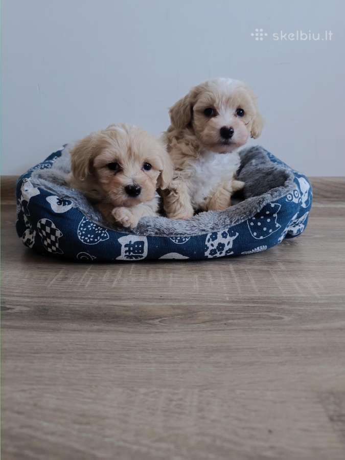 Maltipoo