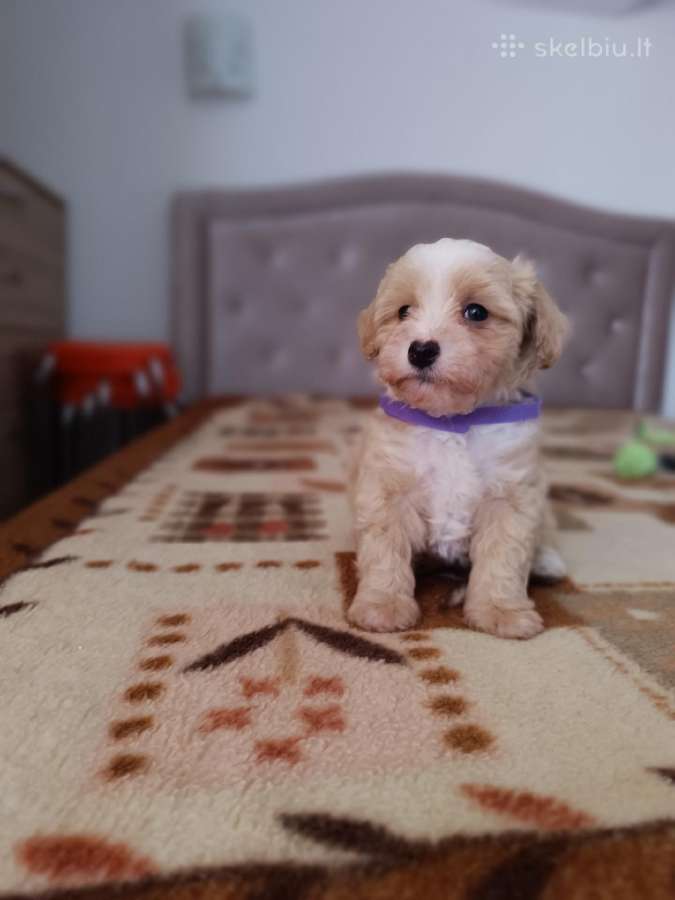 Maltipoo
