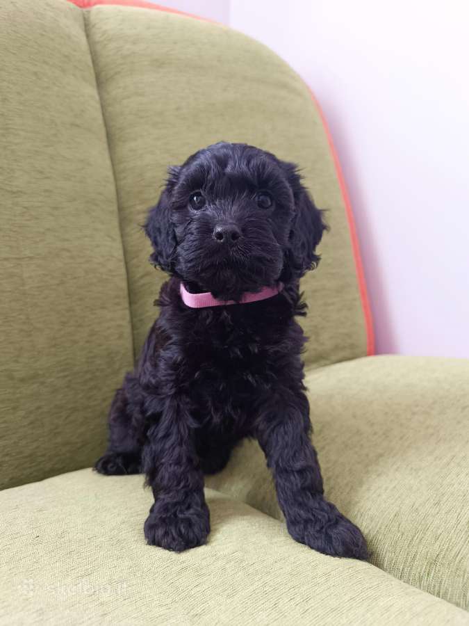 Cavapoo