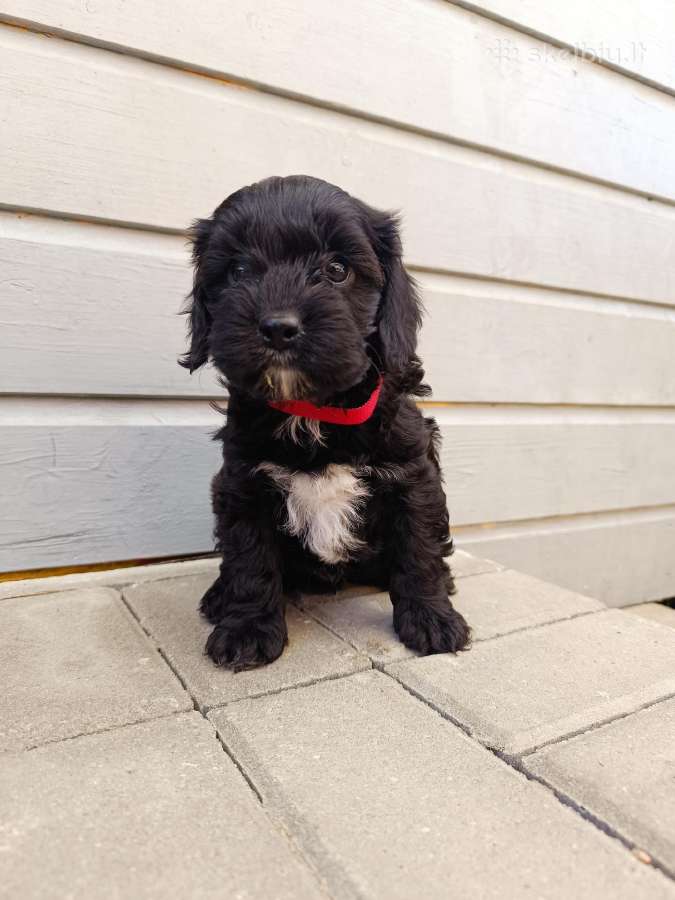 Cavapoo - nuotraukos Nr. 6