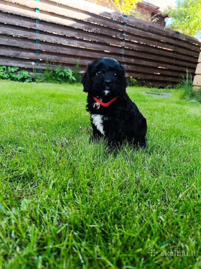 Cavapoo - nuotraukos Nr. 7