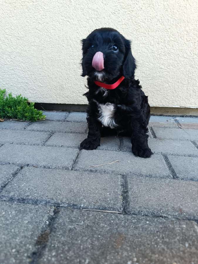 Cavapoo - nuotraukos Nr. 8