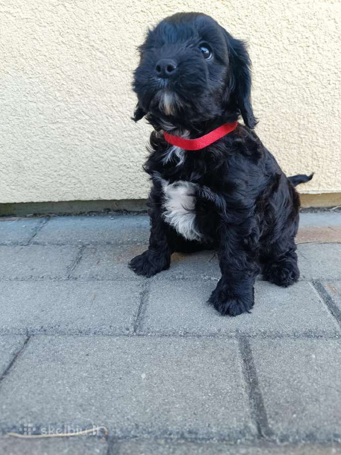 Cavapoo - nuotraukos Nr. 9