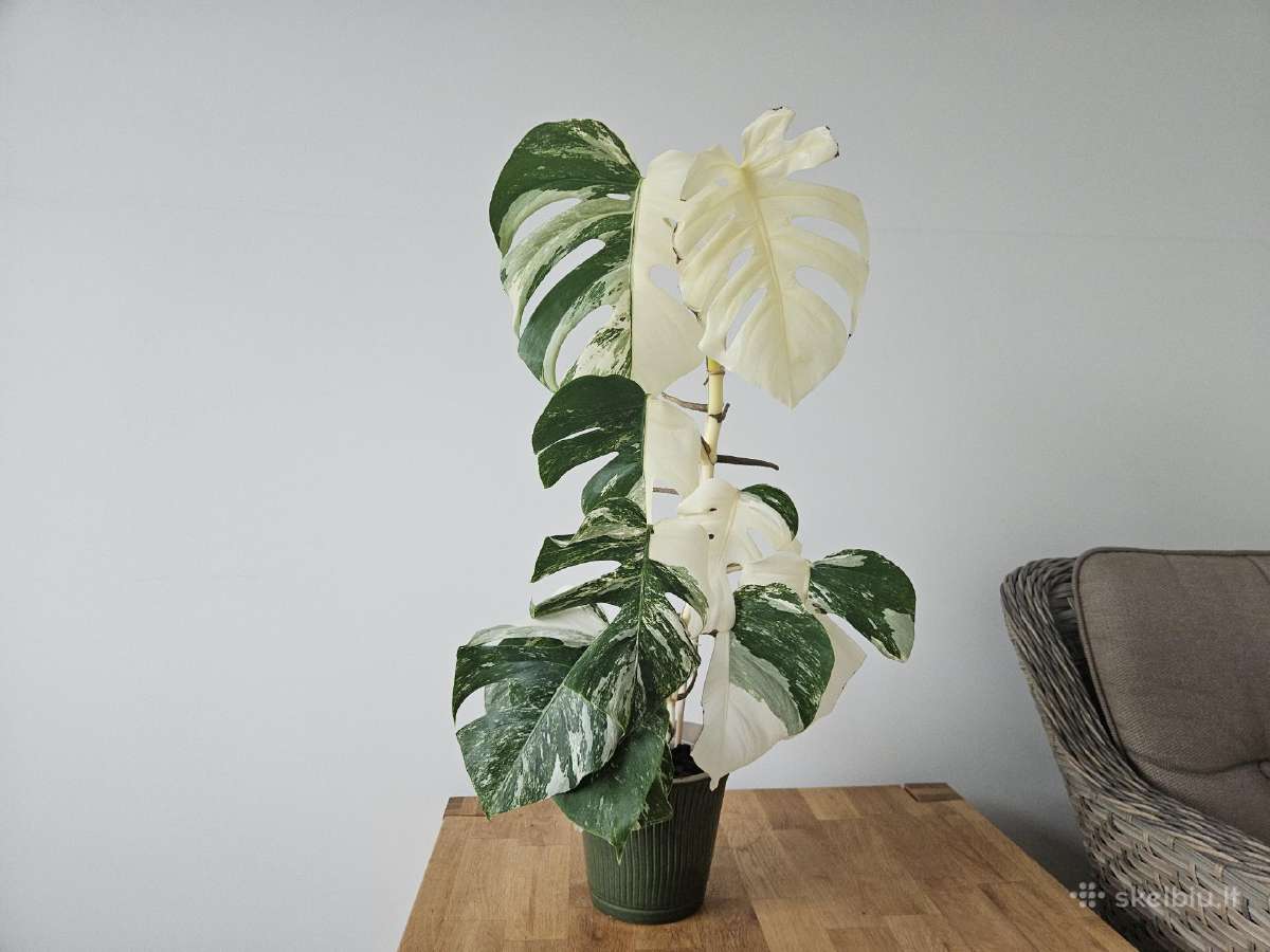 Monstera Albo