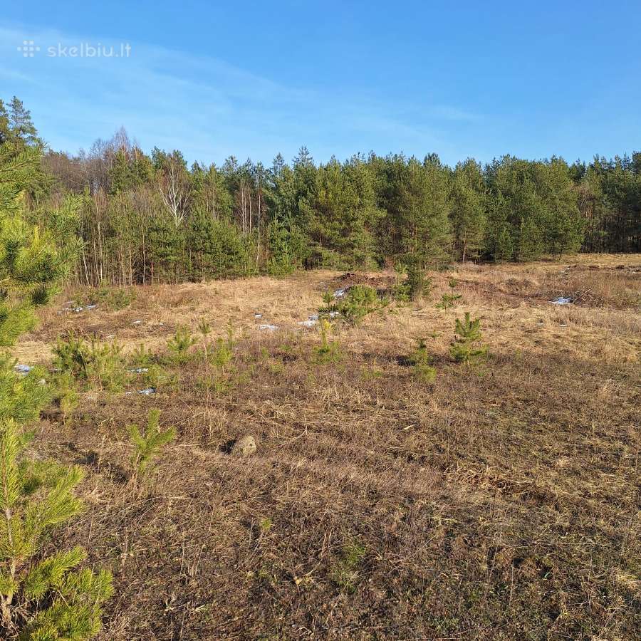 1,29 ha sklypas netoli Dusios ežero, Dzūkijoje - nuotraukos Nr. 3