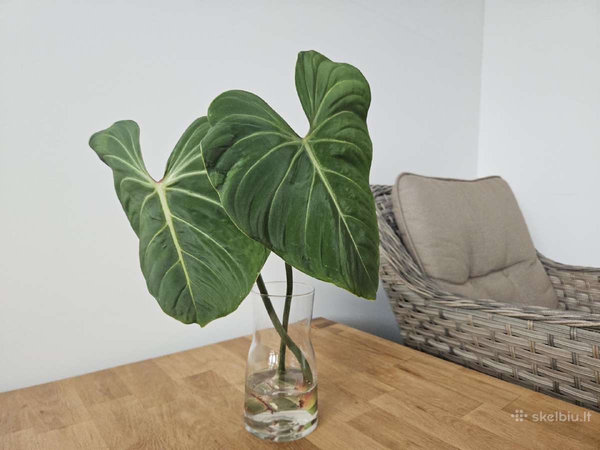 Philodendron Gloriosum karpinys