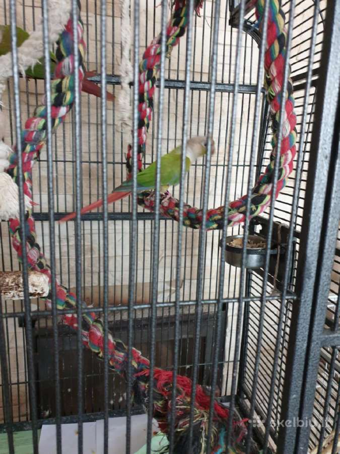 Pyrrhura molinae porelė Raudonuodegės papūgos - nuotraukos Nr. 5