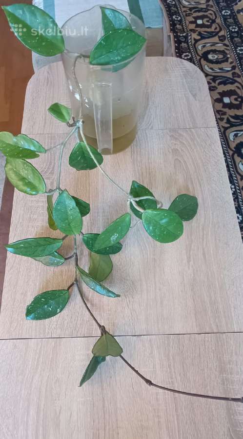 Vaškuolės (#Hoya) - nuotraukos Nr. 8