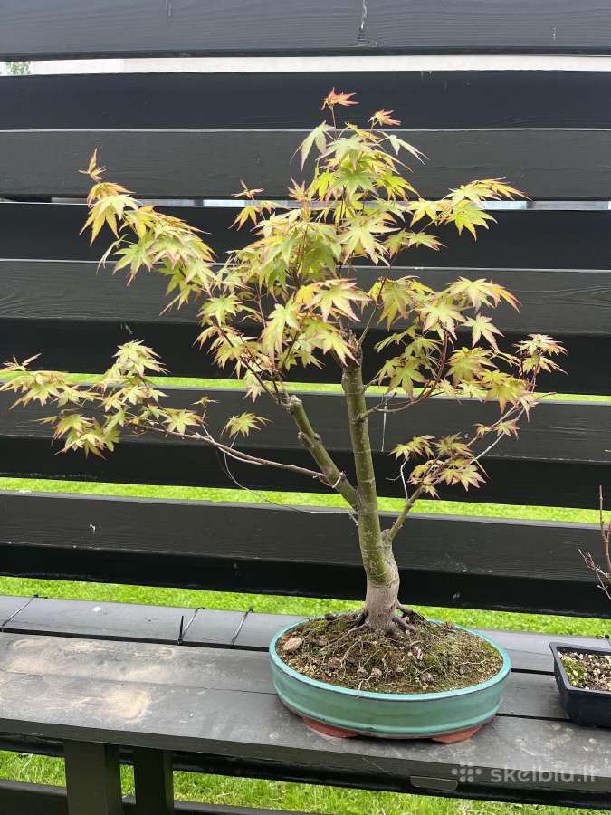 Acer palmatum bonsai/formuojamas japoniškas klevas
