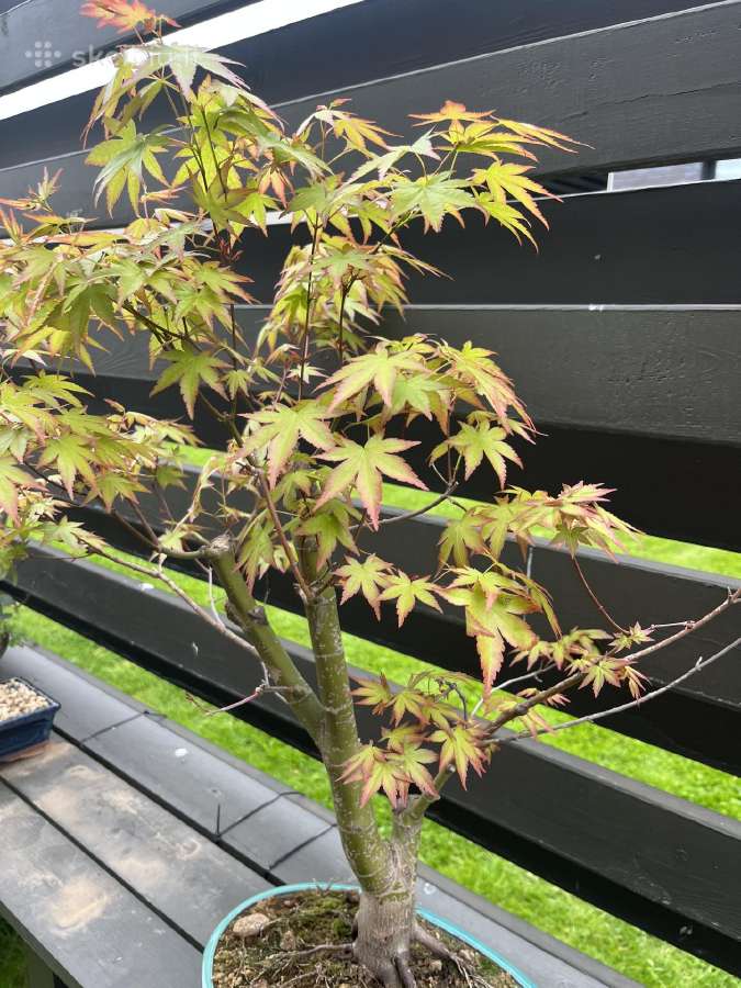 Acer palmatum bonsai/formuojamas japoniškas klevas - nuotraukos Nr. 2