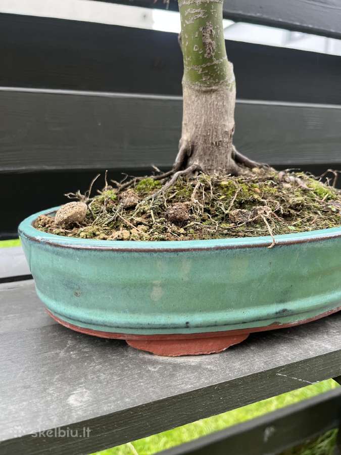 Acer palmatum bonsai/formuojamas japoniškas klevas - nuotraukos Nr. 3