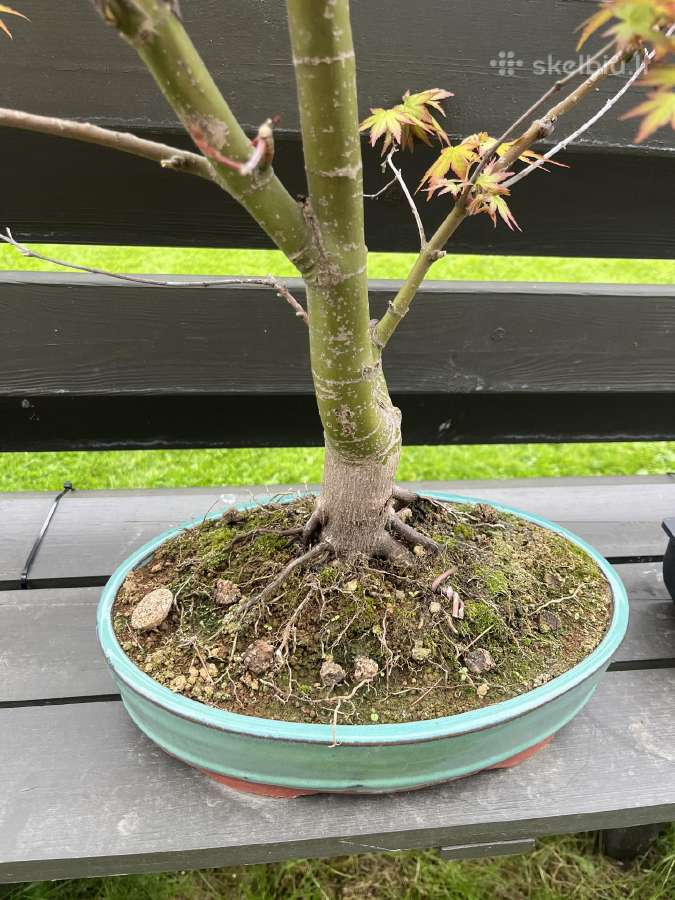 Acer palmatum bonsai/formuojamas japoniškas klevas - nuotraukos Nr. 4