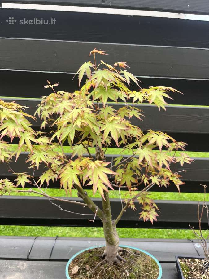 Acer palmatum bonsai/formuojamas japoniškas klevas - nuotraukos Nr. 5