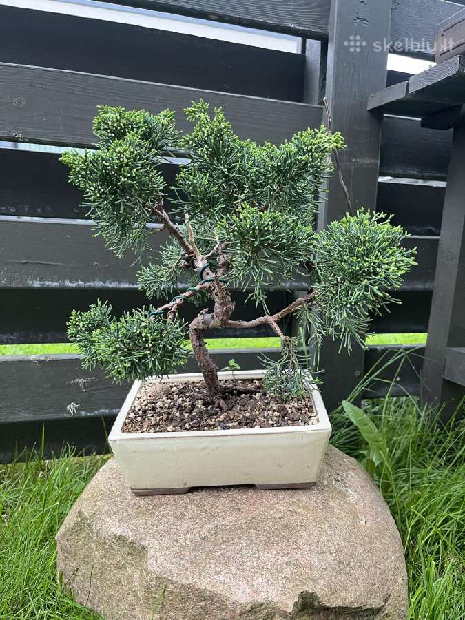 Kadagys Juniper bonsai mažame šviesiame vazone
