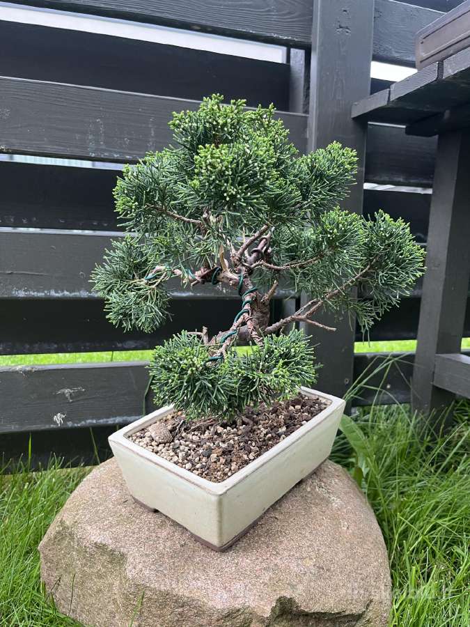 Kadagys Juniper bonsai mažame šviesiame vazone - nuotraukos Nr. 2